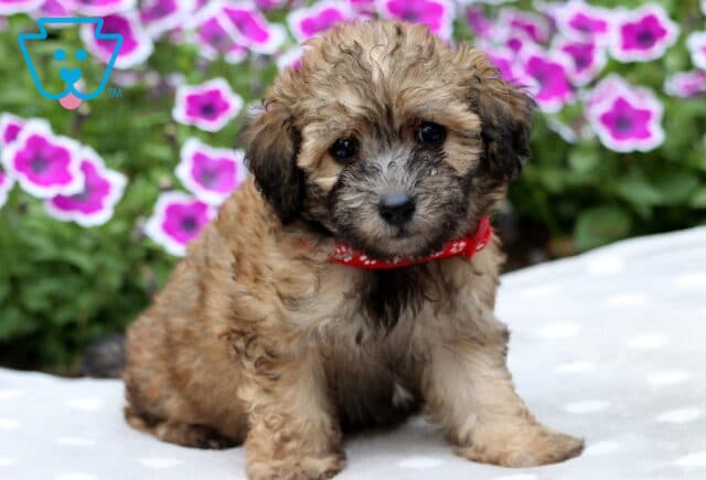 Sweet-faced apricot and black Maltipoo puppy sitting on a white blanket with light polka dots, wearing a red collar with white paw prints, and pink petunias blooming in the background. image
