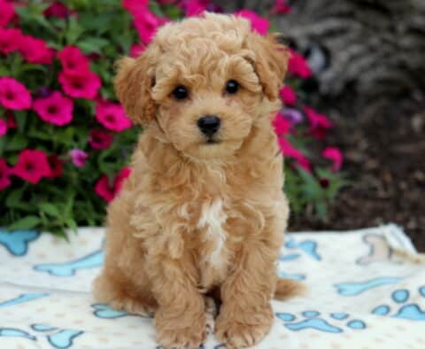 Fluffy apricot Bichpoo puppy with a white chest patch sitting on a cream bone-print blanket, surrounded by bright pink flowers.