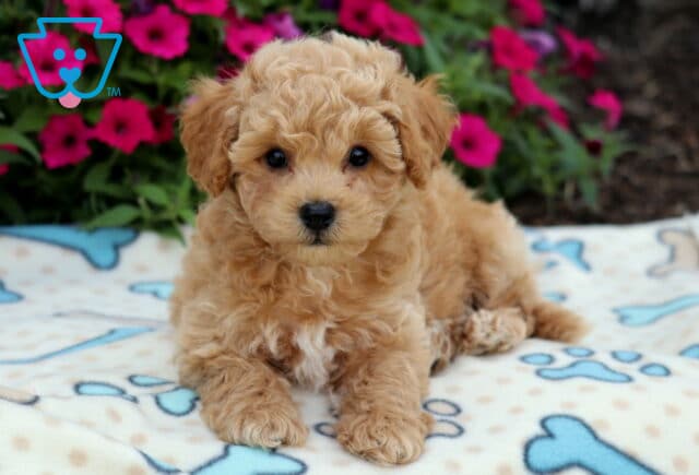Curly-coated apricot Bichpoo puppy with a small white chest spot lying on a cream dog bone blanket in front of vibrant pink flowers. image