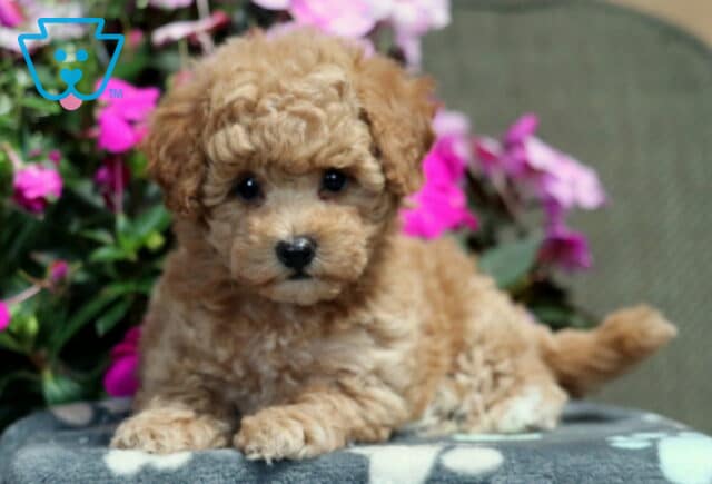 Maxy Bichpoo image