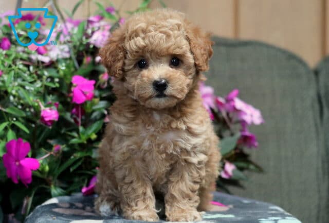 Maxy Bichpoo2 image