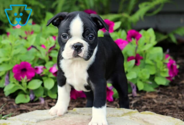 Cute Boston Terrier puppy standing alert on a stone surface with vibrant magenta and purple flowers blooming behind it, giving a fresh and cheerful garden backdrop. image