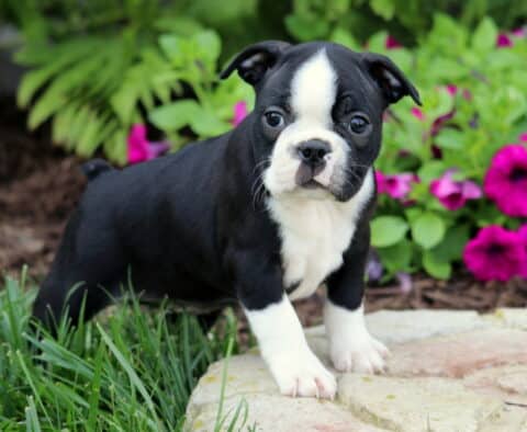 Adorable Boston Terrier puppy standing confidently on a stone path, surrounded by bright green leaves and blooming magenta petunias in a garden setting.