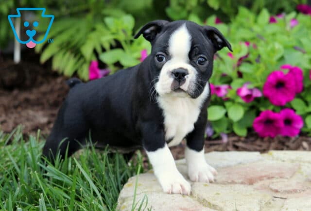 Adorable Boston Terrier puppy standing confidently on a stone path, surrounded by bright green leaves and blooming magenta petunias in a garden setting. image