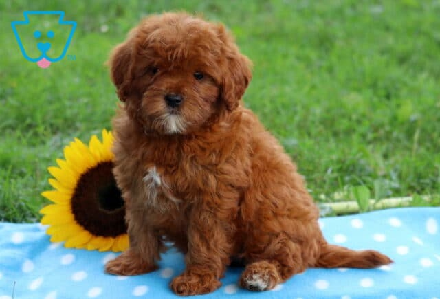 Fluffy red Cavapoo puppy with a white chest patch sitting on a blue polka dot blanket in the grass, with a bright sunflower beside it. image