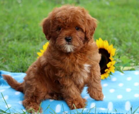 Adorable red Cavapoo puppy with a white chest patch sitting on a blue polka dot blanket, sunflowers in the background and green grass all around.