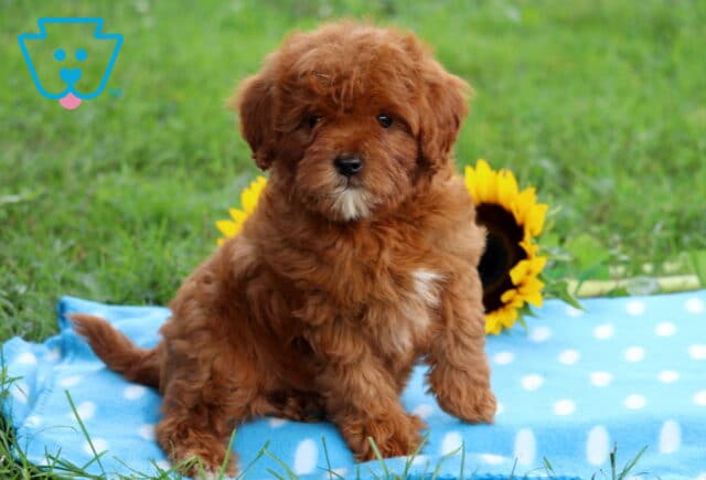 Adorable red Cavapoo puppy with a white chest patch sitting on a blue polka dot blanket, sunflowers in the background and green grass all around. image