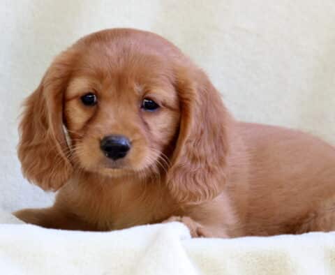Mini Golden Retriever puppy with silky golden-red fur and floppy ears, resting on a soft cream-colored blanket while gazing sweetly at the camera.