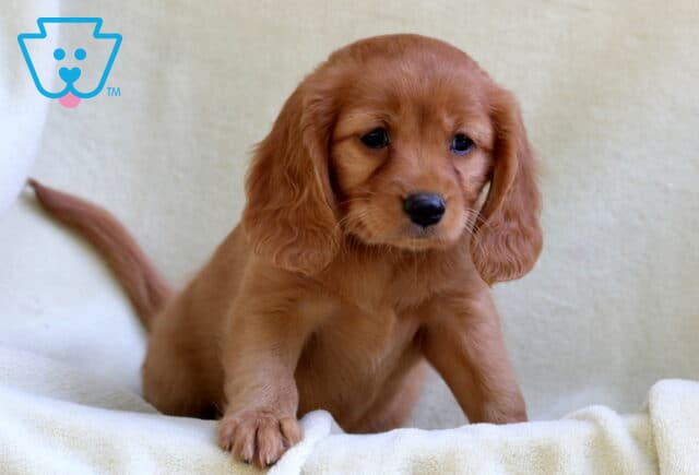 Adorable Mini Golden Retriever puppy with a sleek reddish-gold coat and floppy ears, standing alertly on a soft cream blanket with its tail gently curved behind. image