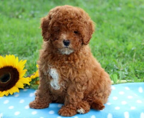 Fluffy red Cavapoo puppy with a white chest marking sitting on a blue polka dot blanket beside a sunflower, surrounded by green grass.