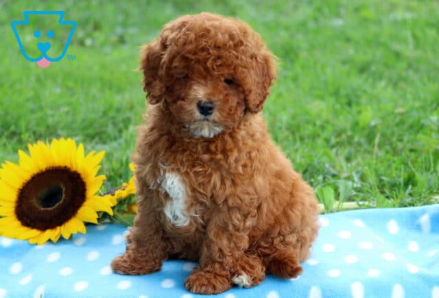 Fluffy red Cavapoo puppy with a white chest marking sitting on a blue polka dot blanket beside a sunflower, surrounded by green grass. image
