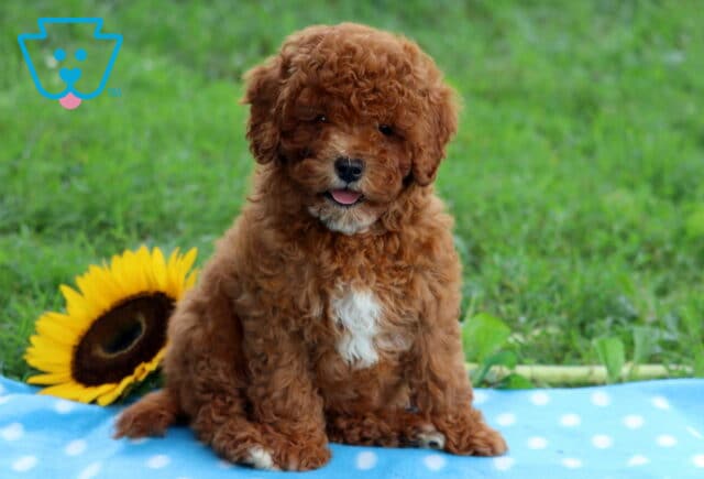 Adorable Cavapoo puppy with curly red fur and a white chest patch sitting on a blue polka dot blanket with a sunflower in the background. image