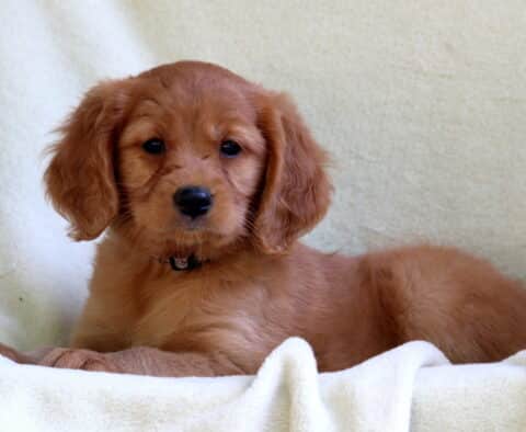 Sweet Mini Golden Retriever puppy with a silky red coat and floppy ears, lying comfortably on a cream-colored blanket and looking directly at the camera with gentle eyes.