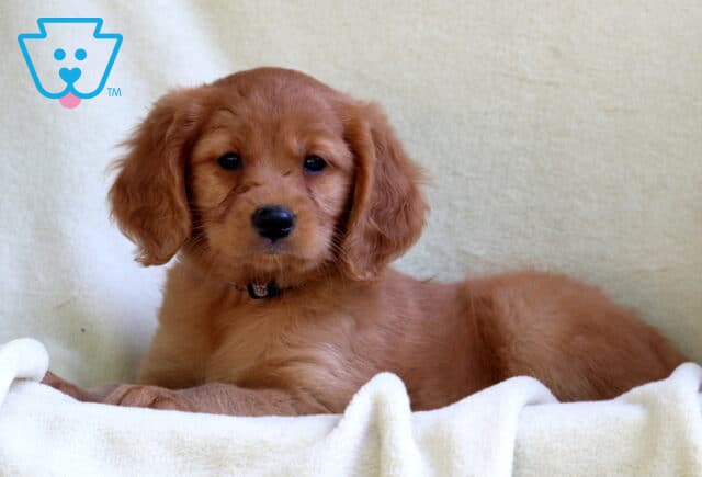 Sweet Mini Golden Retriever puppy with a silky red coat and floppy ears, lying comfortably on a cream-colored blanket and looking directly at the camera with gentle eyes. image