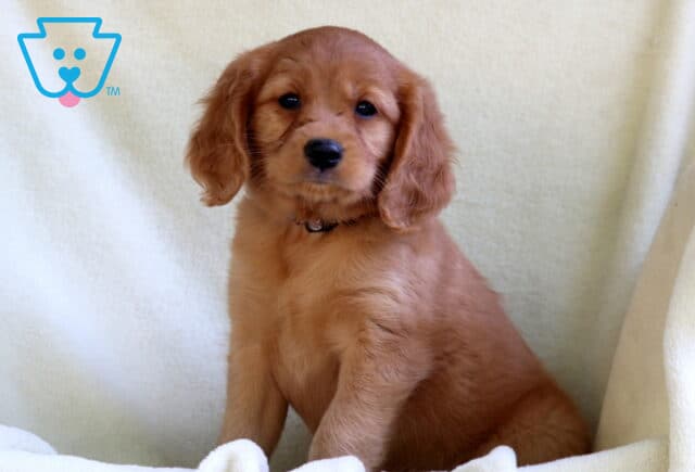Mini Golden Retriever puppy with a smooth reddish-gold coat and floppy ears, sitting upright on a cozy cream blanket with a calm and curious expression. image