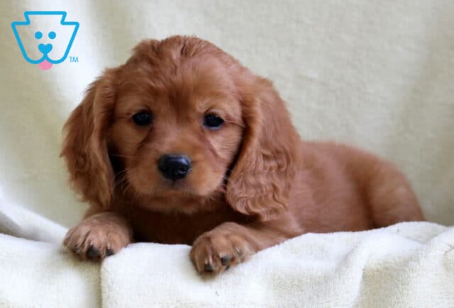Mini Golden Retriever puppy with a rich reddish coat and long, wavy ears, lying on a cream-colored blanket with its front paws tucked under and a calm, sweet expression. image