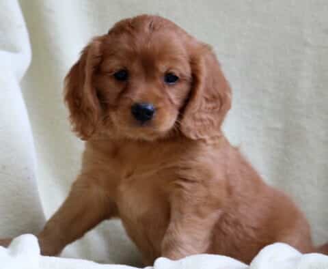 Mini Golden Retriever puppy with a shiny reddish-brown coat and wavy ears, sitting on a soft cream blanket and looking forward with a calm and curious gaze.