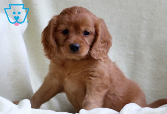 Mini Golden Retriever puppy with a shiny reddish-brown coat and wavy ears, sitting on a soft cream blanket and looking forward with a calm and curious gaze. image