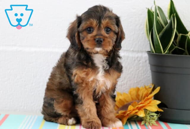 Adorable Cavapoo puppy with a soft tricolor coat and soulful eyes, sitting sweetly on a colorful mat beside a sunflower and green potted plant. image
