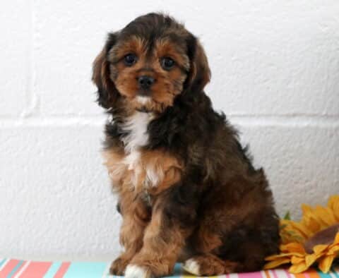 Megan Cavapoo2