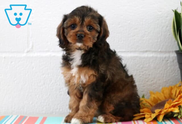 Sweet Cavapoo puppy with a fluffy wavy coat and curious expression, posing against a white wall with a sunflower and snake plant in the background. image