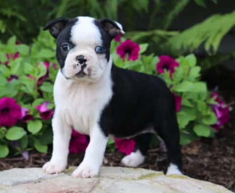 Curious Boston Terrier puppy with a unique blue eye standing on a stone slab, framed by vivid purple petunias and lush green garden foliage.