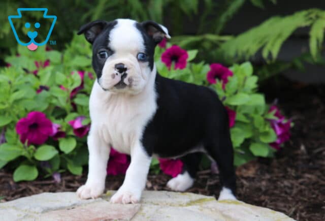 Curious Boston Terrier puppy with a unique blue eye standing on a stone slab, framed by vivid purple petunias and lush green garden foliage. image