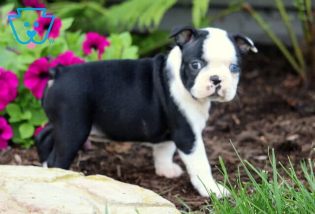 Adorable Boston Terrier puppy with striking blue eyes glancing back while standing near green grass and vivid magenta flowers in a garden bed. image
