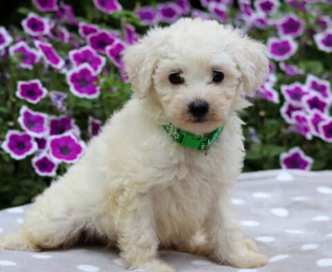 Cream-colored Maltipoo puppy with fluffy fur sitting on a gray and white polka dot blanket, wearing a bright green collar with paw prints, and vivid purple petunias in full bloom behind it.
