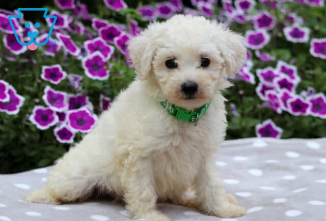 Cream-colored Maltipoo puppy with fluffy fur sitting on a gray and white polka dot blanket, wearing a bright green collar with paw prints, and vivid purple petunias in full bloom behind it. image