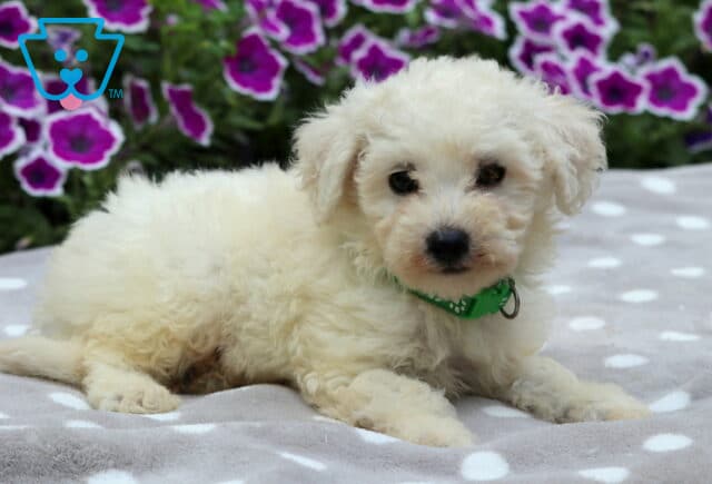 Cream-colored Maltipoo puppy with soft, wavy fur lying on a gray polka dot blanket, wearing a green collar, with bright purple flowers blooming in the background. image