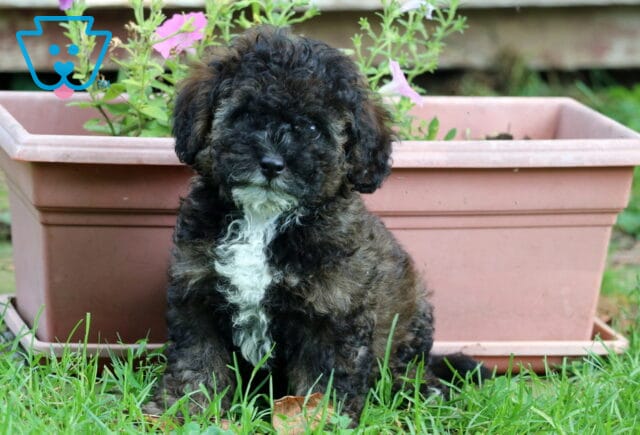 Fluffy black and brown mini Poodle puppy with a white chest sits in front of a pink flower planter on the grass. image