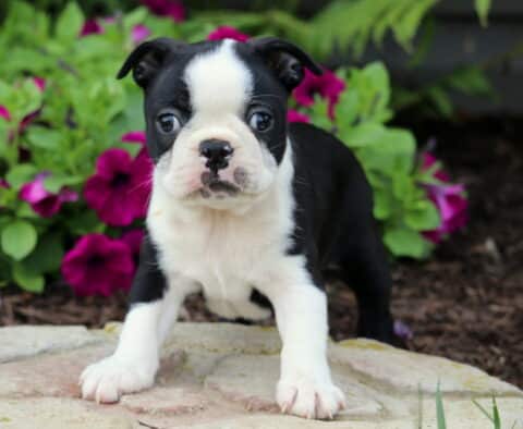 Curious Boston Terrier puppy standing alert on a stone path with a backdrop of bright green foliage and deep pink flowers, showcasing its signature black and white markings and expressive eyes.