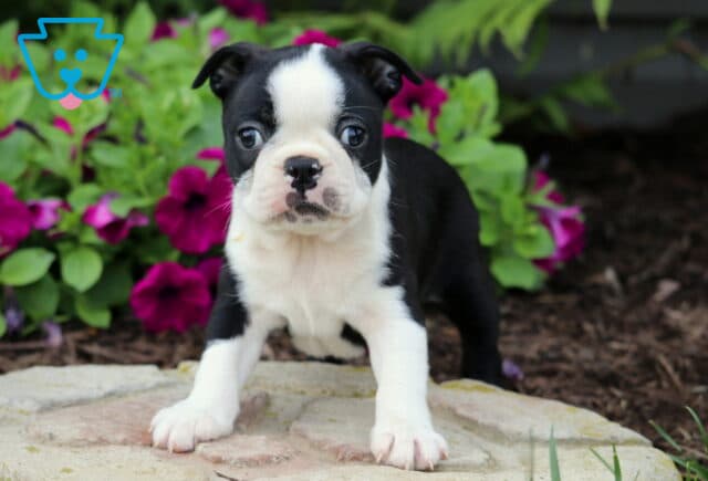 Curious Boston Terrier puppy standing alert on a stone path with a backdrop of bright green foliage and deep pink flowers, showcasing its signature black and white markings and expressive eyes. image