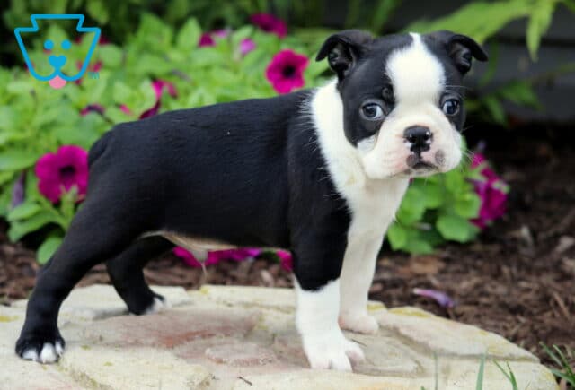 Adorable Boston Terrier puppy standing confidently on a stone slab, looking over its shoulder with curious eyes, framed by vivid green plants and bright magenta flowers in the background. image