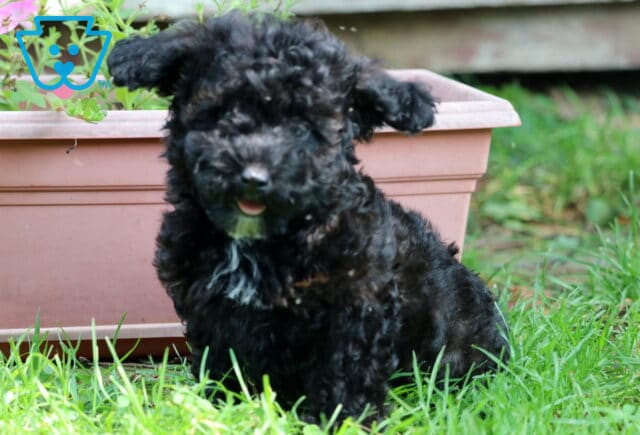 Adorable black mini Poodle puppy with curly fur and a white chest sits in the grass beside a pink flower planter, looking content with its tongue peeking out. image
