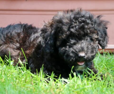 Midnight MIni Poodle2
