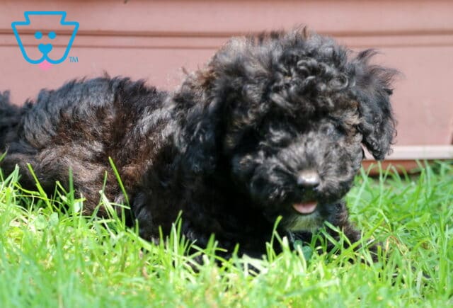 Curly black mini Poodle puppy lies in the green grass, peeking out with a tiny pink tongue showing and a flower planter in the background. image