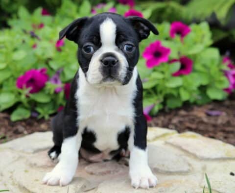 Adorable Boston Terrier puppy with a white chest and a white stripe down its face sits alertly on a stone path, surrounded by vibrant pink and purple petunias.