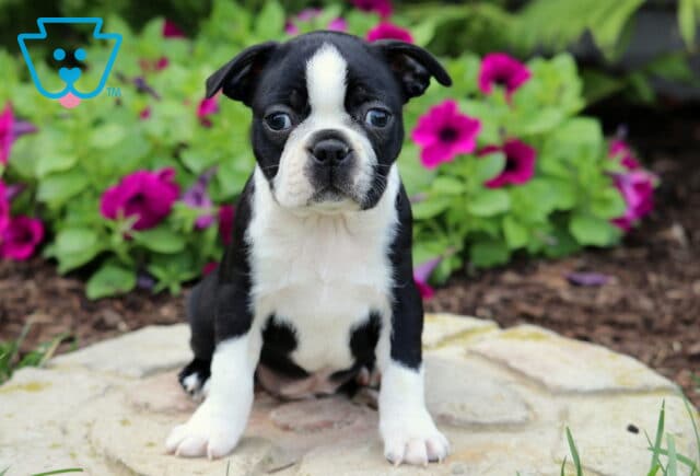 Adorable Boston Terrier puppy with a white chest and a white stripe down its face sits alertly on a stone path, surrounded by vibrant pink and purple petunias. image