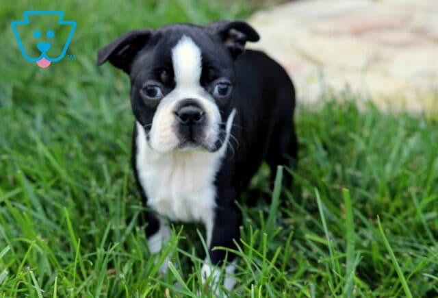 Curious Boston Terrier puppy standing in fresh green grass, looking ahead with wide eyes and a white blaze on its face. image