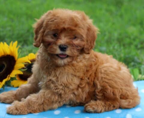 Fluffy red Cavapoo puppy lying on a blue polka dot blanket with sunflowers in the background, playfully sticking its tongue out.