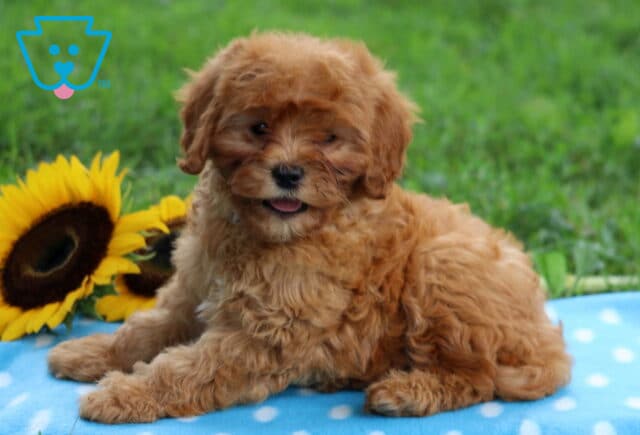 Fluffy red Cavapoo puppy lying on a blue polka dot blanket with sunflowers in the background, playfully sticking its tongue out. image