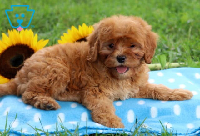 Adorable red Cavapoo puppy lounging on a blue and white polka dot blanket with sunflowers in the background, looking happy with its tongue slightly out. image