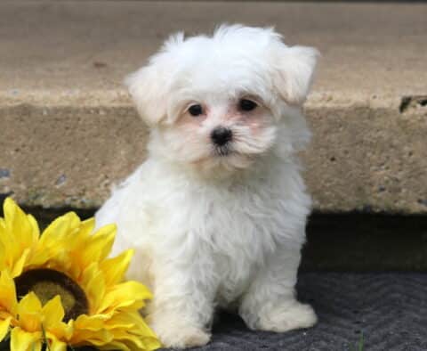 Adorable white Maltese puppy sitting on a dark mat in front of concrete steps, posed beside a bright yellow sunflower.