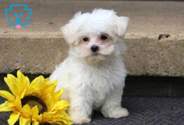 Mighty Maltese image