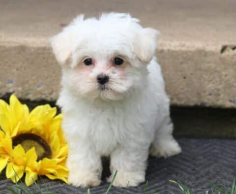 Mighty Maltese2