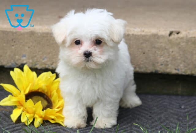 Mighty Maltese2 image