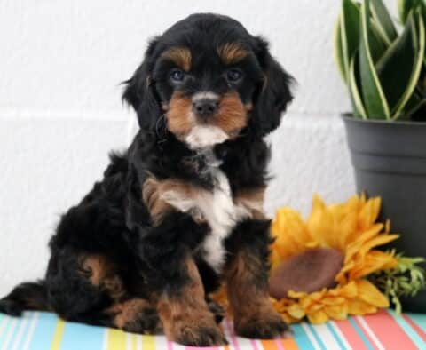 Mika Cavapoo