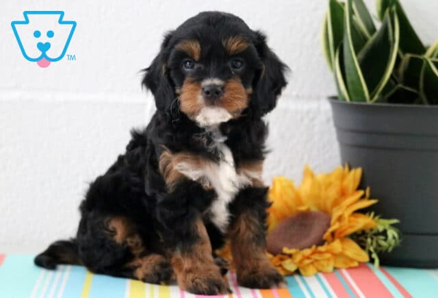 Mika Cavapoo image